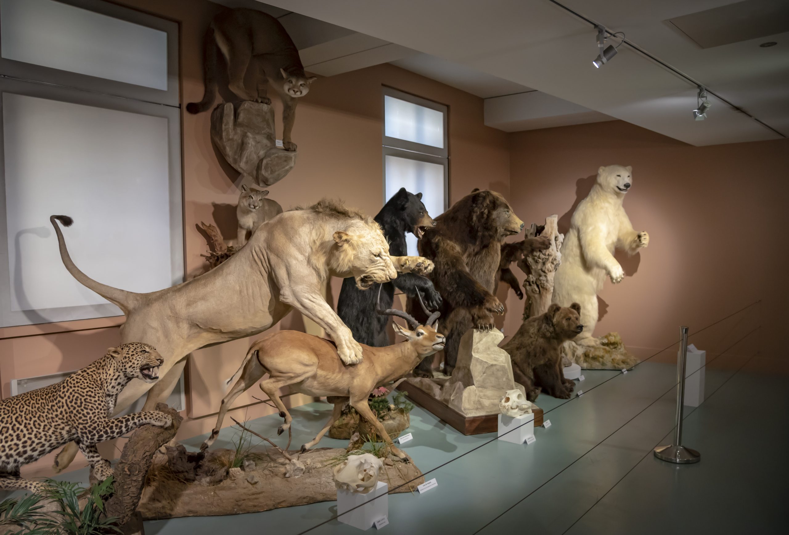 museum histoire naturelle de tours