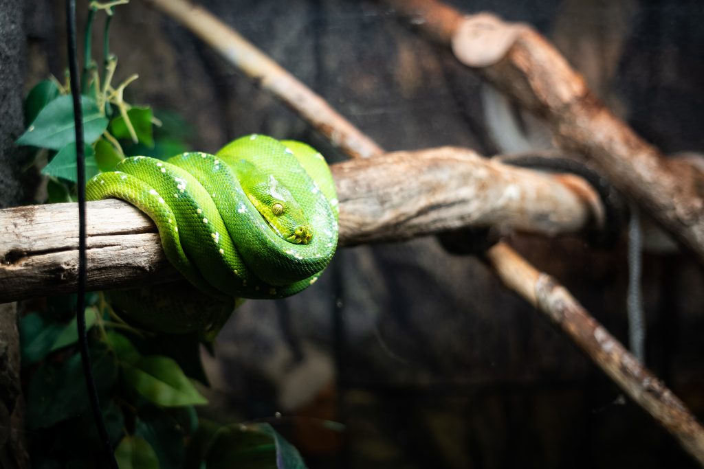 museum tours les as de la jungle